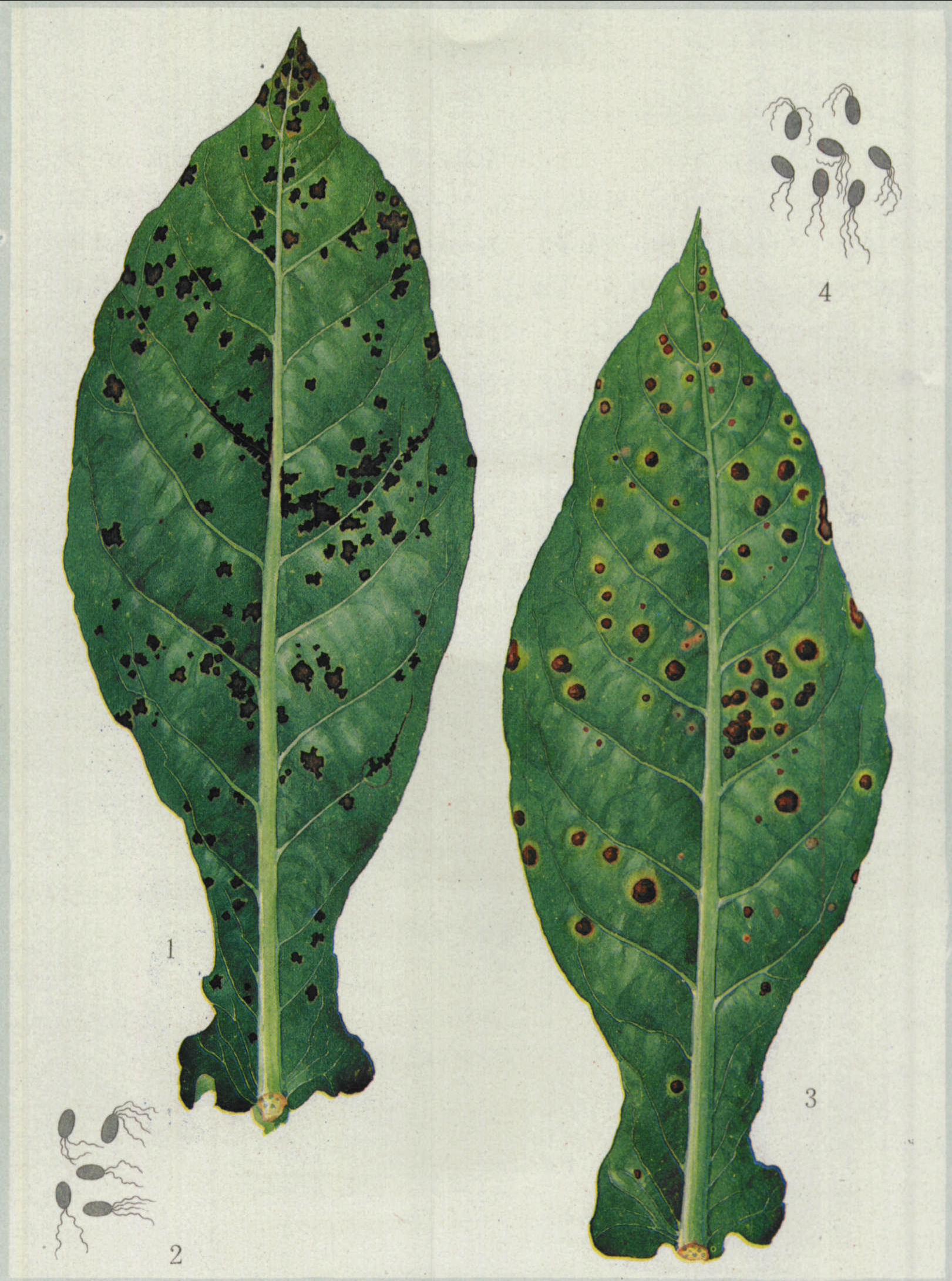 烟草角斑病 烟草野火病